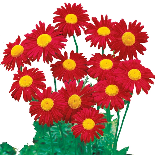 Удаление насекомых, репеллентные эффекты комаров, хорошие комары, репеллентные семена травы на открытом воздухе.