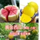Jinling 03 Желтая кожа Желтая вайн арбуз 10 капсул