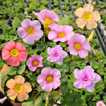 South African sorrel clover seed ball Petunia hydrangea clematis easy explosive pot with flower delivery flowers