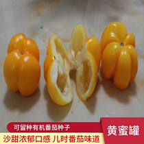 Heirloom organic yellow honey pot juicy taste tomato cherry tomatoes tomato seedlings vegetable seeds seed seedlings