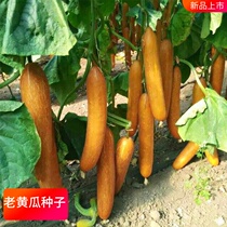 Spicy old cucumber seeds ornamental fruits and vegetables vegetable seeds fresh and smooth single fruit weight 4kg dry cucumber seeds