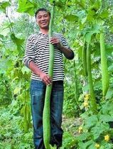 Shouguang vegetable seeds loofah seeds can be as long as 2 meters very delicious for vegetable gardens.
