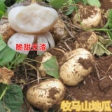 Мама гора Семена сладкого картофеля Семена сладкого картофеля прохладно картофель семена овощей