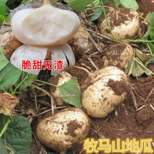 Мама гора Семена сладкого картофеля Семена сладкого картофеля прохладно картофель семена овощей