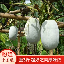 Pink skin small winter melon powder baby powder treasure green flesh green meat tight cylindrical long column pink wax melon