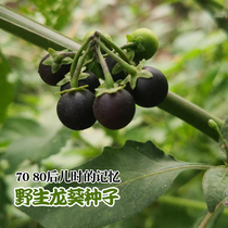The taste of childhood yanyou wild Solanum seeds bitter vegetables bitter sunflower every day eggplant water eggplant