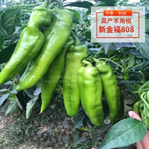 Yu Yixin Jinfu 808 extra-large sheep horny pepper screws four seasons spring planting potted line sweet pepper vegetable seedling seed