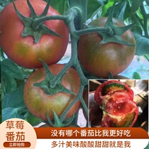 Four Seasons Strawberry Tomato Seeds Northeast Oil Skin Tomato Iron Skin Persimmon Fruit Tomato Seeds Vegetable Seeds