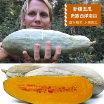 Four seasons sown nobles Western pumpkin vegetable seeds sweet powder glutinous chestnut taste better than Babel secret pumpkin