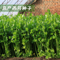 High-yield celery seeds American Four Seasons celery Coraus Ventura vegetable seeds delicious disease resistance