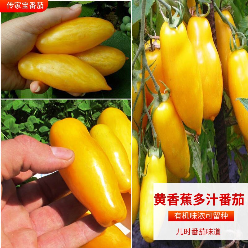 Heirloom Organic yellow banana Juicy taste Tomato Virgin fruit Tomato seedling Vegetable seedling seedling seedling seedling seedling seedling seedling seedling seedling seedling seedling seedling