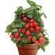 Edible potted dwarf red pearl tomato cherry tomato seeds holy fruit four seasons seedlings vegetable seedlings