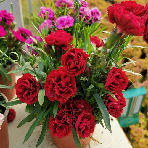 Материнг полон звездных семян, горшечных бутонов, бутонов, многолетних подарков на день матери, цветов, зеленых растений, четырех сезонов цветущих саженцев