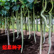 Snake melon seed seedlings four seasons long vegetables super long giant loofah extra long giant loofah extra Southern snake bean seeds