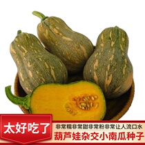 French imported potted gourd baby pumpkin seeds Four Seasons vegetable beellfish secret chestnut pumpkin fruit seeds