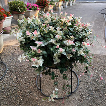 Flower and leaf gold colorful stone green plant potted vine hanging orchid good raising balcony courtyard plant colored leaf grass flower