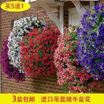 American Pan American imported basket Super Petunia flower seedling potted with flower dwarf cattle seeds indoor and outdoor Four Seasons blossom