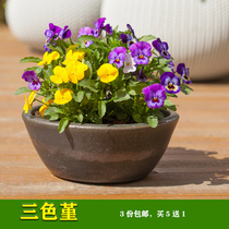 Pansy pansy flower seedlings potted with flowers Dwarf cattle flower seeds indoor and outdoor Four Seasons flowering balcony terrace