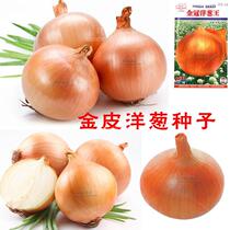 Golden Crown Onion King Seeds Yellow Onion Seeds Yellow Onion Seeds