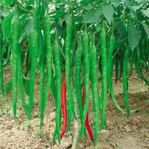 Selection of high quality vegetable seeds pepper seeds line Pepper Hangjiao No. 1 seedling spicy medium light green