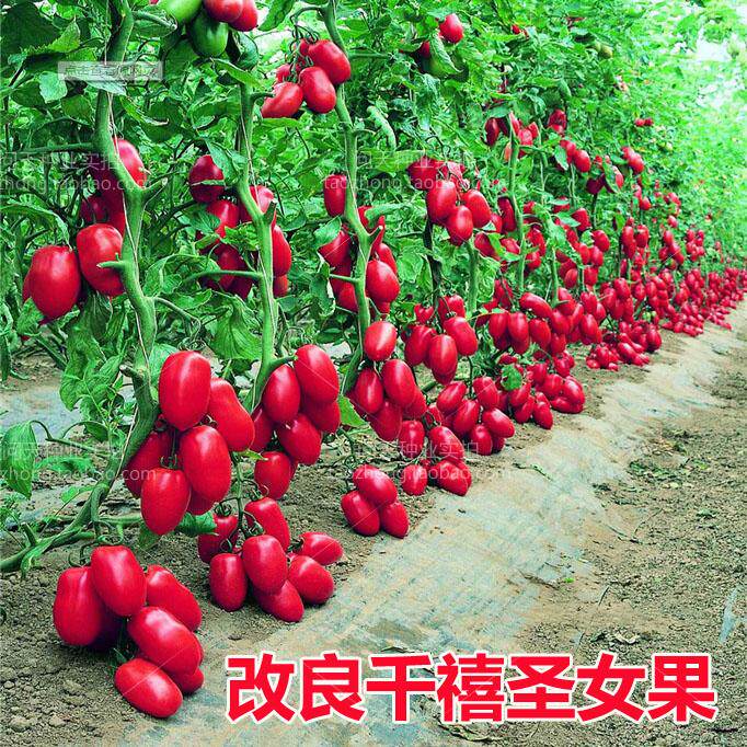 Improved Millennium Falls tomato four seasons virgin fruit spring small tomato seed seedling season potted vegetable plant