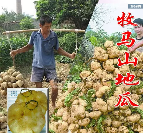 Мама гора Семена сладкого картофеля Семена сладкого картофеля прохладно картофель семена овощей