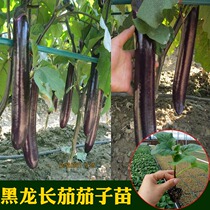 The Netherlands introduces early-maturing big long eggplant seedlings eggplant seedlings spring sown vegetables long eggplant seeds tomato seeds