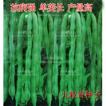 Nine Green kidney bean seeds cowpea beans bean seeds tender pods high yield disease-resistant vegetable seeds