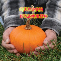 Yellow-skinned pumpkin seeds vegetable seeds sweet delicious high-yield disease-resistant with chestnut taste