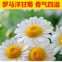 Roman chamomile seed chamomile perennial Apple aromatic vanilla seed floral seed A