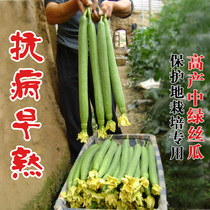 Thailand introduces Saijiali loofah seeds high-yield loofah seedlings high-yield disease-resistant vegetable seeds melon length 55cm