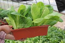 Green Crown Green Gang Chinese cabbage seeds grow fast fast vegetable seeds Four seasons vegetable seeds fresh and tender