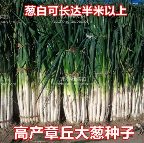 Шаньдун Чжанкю, зеленый лук, база лука из четырех сезонов весна и осенью