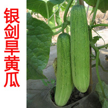 (Silver sword old variety dry cucumber seeds) Delicious delicious dry cucumber variety Four Seasons sowing vegetable seeds