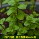 1000 капсул Liulan Mint 1000 зерен