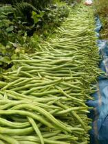 Shouguang vegetable seed improvement Thai tendon-free Bean King seed without tendon bean kidney bean bean seed