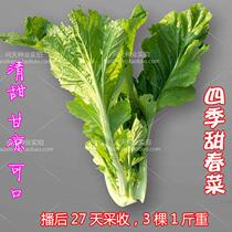 Taiwan Four Seasons hybrid sweet spring vegetable seeds green vegetable seeds 27 days harvest four seasons vegetable seeds delicious good seed