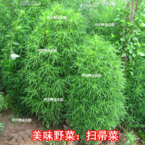 Broom vegetable seeds self-picking wild vegetables repeatedly picking A variety of eating methods Nutritional ornamental vegetable seeds A