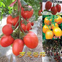 Red Roman yellow Roman purple Roman sweet tomato seeds tomato seeds vegetable seeds high yield disease resistance