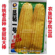 (Keng No. 1) sticky corn seeds early maturing sticky sweet traditional old varieties sticky sweet corn seeds