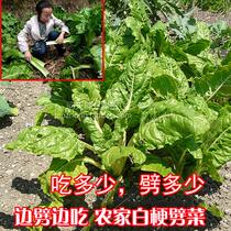 How much do you eat when you split the leaves also known as the seeds of the seeds the seeds of the Brown vegetables the seeds of the leaves.