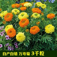 Wanshou chrysanthemum Семена легкие живые цветочные семена холодные семена цветов.