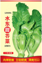 (Shuidong sweet mustard seeds) seeds Shuidong mustard lantern mustard resistant heat and rainwater vegetable seeds
