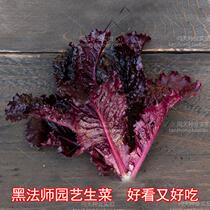 Imported black mage gardening lettuce rape coriander leafy vegetables delicious and good-looking potted flowers ornamental fruits and vegetables seeds
