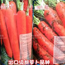 Long Island Fuji seven-inch carrot seeds export high-yield disease-resistant varieties base special ornamental fruits and flowers