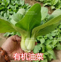 Organic Rape Seeds Shanghai Green Rape Seeds Suzhou Green Rape Seeds Green Vegetable Seeds