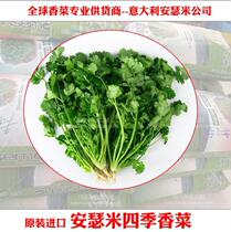 Ansemi Italy coriander seeds Four Seasons heat-resistant and cold-resistant potted vegetable seeds leeks rapeseed