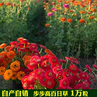 Сто -дневная трава 10 граммов около 800 капсул