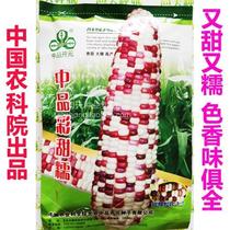 In pin cai sweet and waxy corn seed tian nuo ratio of 1:3 sweet and waxy sweet corn waxy corn seed