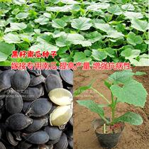 Cucumber grafted rootstock seeds Black seed pumpkin seeds Grafting wild pumpkin increased production of disease-resistant vegetable seeds